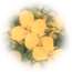 repka1.jpg - 996 Bytes